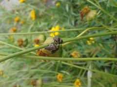 Lepyronia coleoptrata