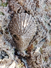 Scutellastra cochlear