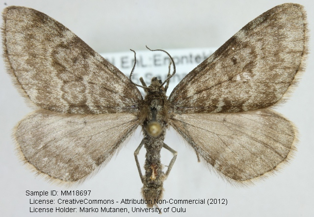 Psychophora sabini