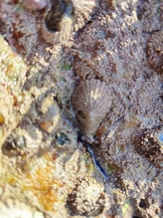 Scutellastra cochlear