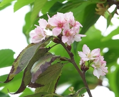 Prunus incisa