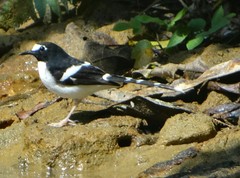 Enicurus immaculatus