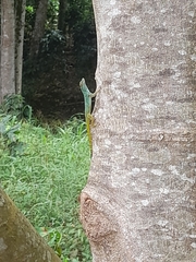 Anolis distichus