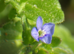 Veronica arvensis