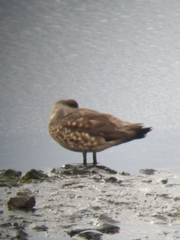 Lophonetta specularioides