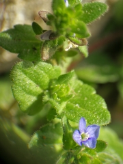 Veronica arvensis