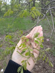 Robinia pseudoacacia