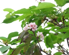 Prunus incisa