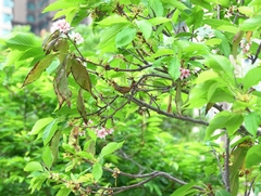 Prunus incisa