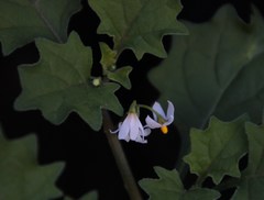 Solanum retroflexum
