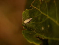 Graphocephala appropinquans