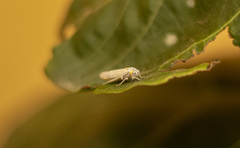 Graphocephala appropinquans