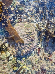 Haliotis midae