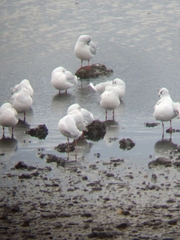 Chroicocephalus maculipennis