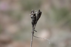 Iris missouriensis