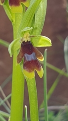 Ophrys insectifera aymoninii