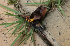 Macroglossum passalus