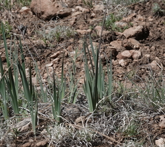Iris missouriensis