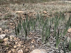 Iris missouriensis