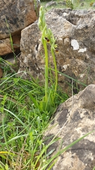 Ophrys insectifera aymoninii