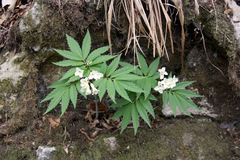 Cardamine kitaibelii