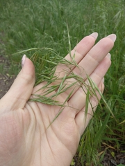 Bromus tectorum