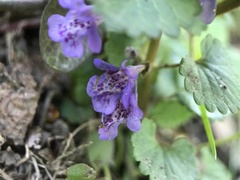 Glechoma hederacea