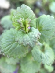 Glechoma hederacea
