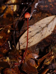 Mycena toyerlaricola
