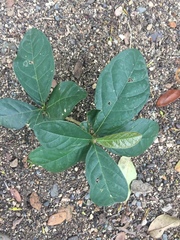 Magnoliopsida