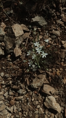 Ornithogalum fimbriatum