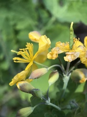 Chelidonium majus