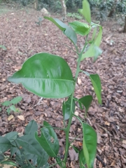 Magnoliopsida
