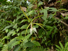 Epidendrum macroophorum