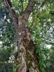 Magnoliopsida
