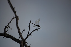Brachymesia