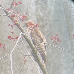 Buteo lineatus
