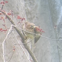 Buteo lineatus