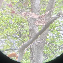 Buteo lineatus