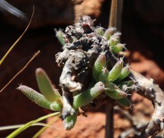 Trichodiadema setuliferum