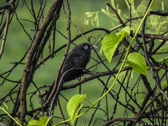 Phaenicophaeus viridirostris