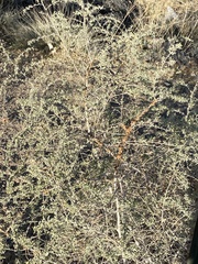 Ceroplastes irregularis