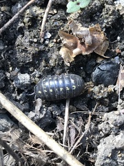 Armadillidium vulgare