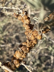 Ceroplastes irregularis