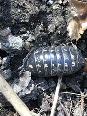 Armadillidium vulgare
