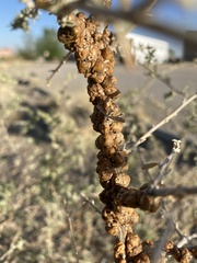 Ceroplastes irregularis