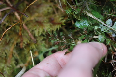 Asplenium cuneifolium