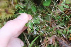 Asplenium cuneifolium