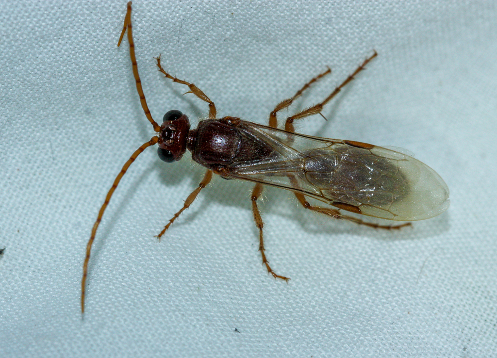 Acanthetropis lamellatus