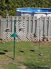 Sciurus carolinensis